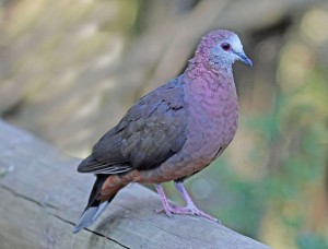 Google's Pigeon update is now live.