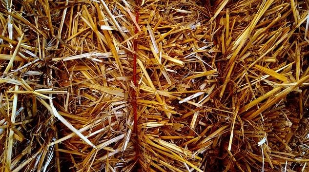 hay